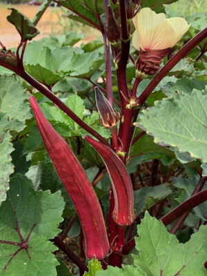 Red-Okra 红羊角豆 | Red Velvet Okra | Bendi Merah